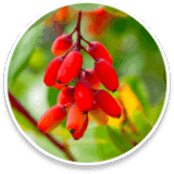 Sleep Lean Ingredients Berberine (Berberis vulgaris)