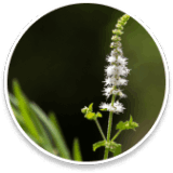 Sleep Lean Ingredients Black Cohosh (Actaea racemose)