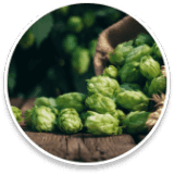 Sleep Lean Ingredients Hops (Humulus lupulus)