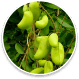 Sleep Lean Ingredients 5-HTP (Griffonia simplicifolia)