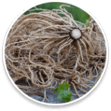 Sleep Lean Ingredients Valerian Root (Valerianae radix)